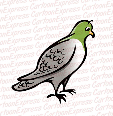 pigeon